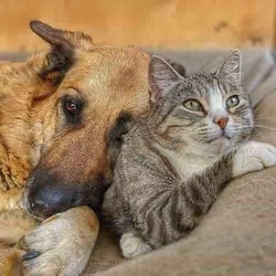 Cremazione Animali Domestici a Rocca Priora? Prezzi Costi e Tariffe di settembre 2026