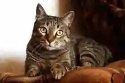 Cremazione Gatti a Balangero? Ecco Prezzi Costi e Tariffe di settembre 2026